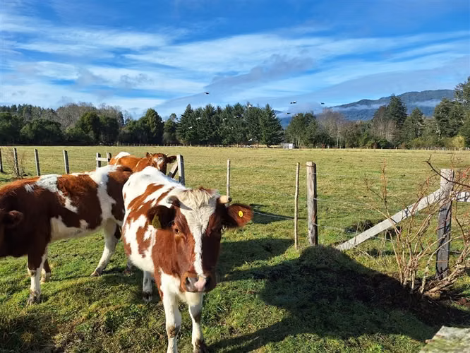 Parcela en venta en Panguipulli - Imagen 20