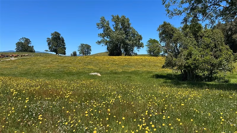 Sitio en venta en Panguipulli