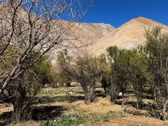 Imperdible terreno 10100 metros cerca de Pisco Elqui - Imagen 17