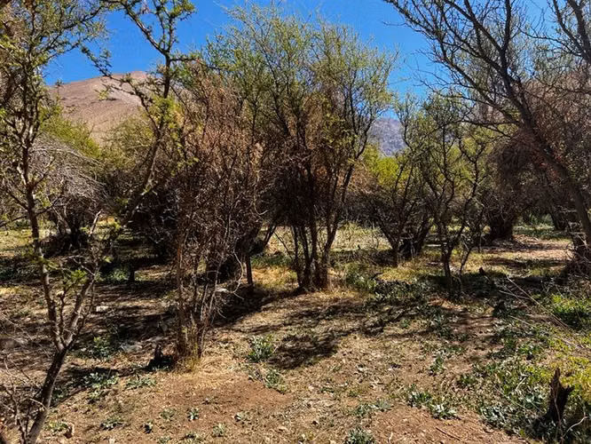 Imperdible terreno 10100 metros cerca de Pisco Elqui - Imagen 18