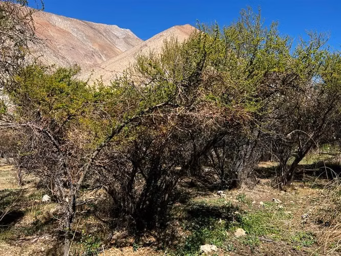 Imperdible terreno 10100 metros cerca de Pisco Elqui - Imagen 5