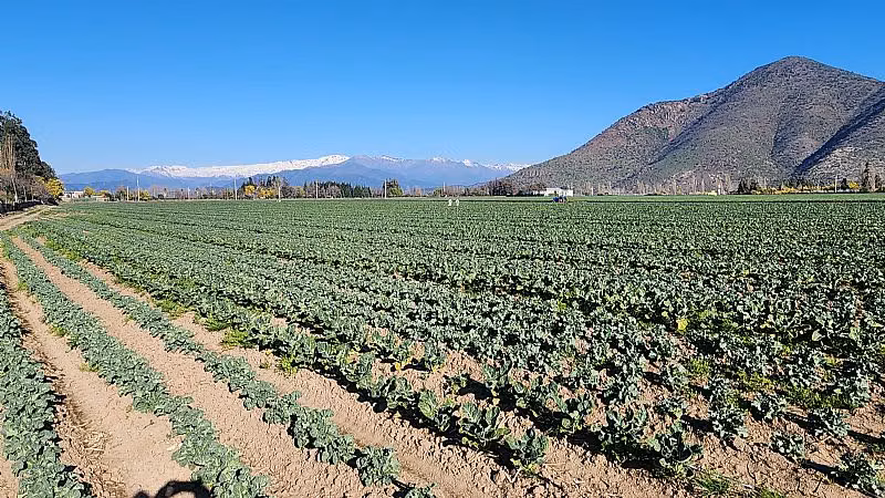 Agrícola en Venta en Machalí