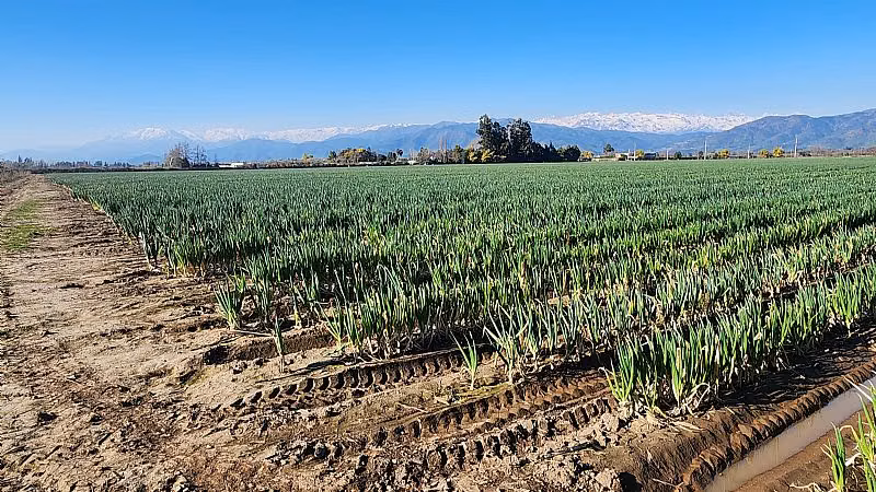 Agrícola en Venta en Machalí