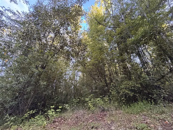 PARCELA EN CAMINO VILLARRICA -PUCON CON BOSQUE NATIVO.