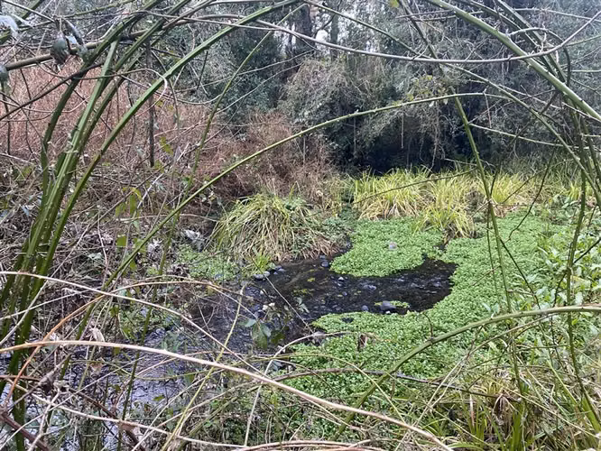 Parcela con arroyo y acceso a río