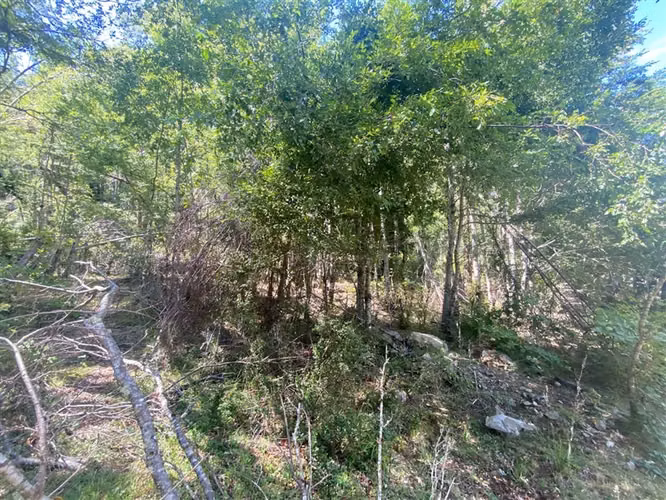 Parcela en venta de 5000 M2 con dos casas nuevas