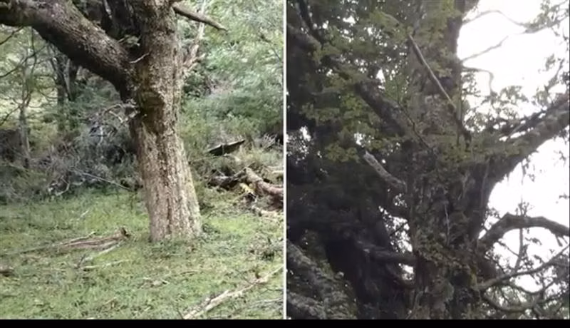 Bajó precio. Aysén Campo 240 hect bosque nativo orilla rio