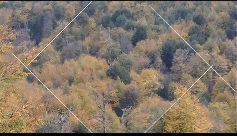Bajó precio. Aysén Campo 240 hect bosque nativo orilla rio