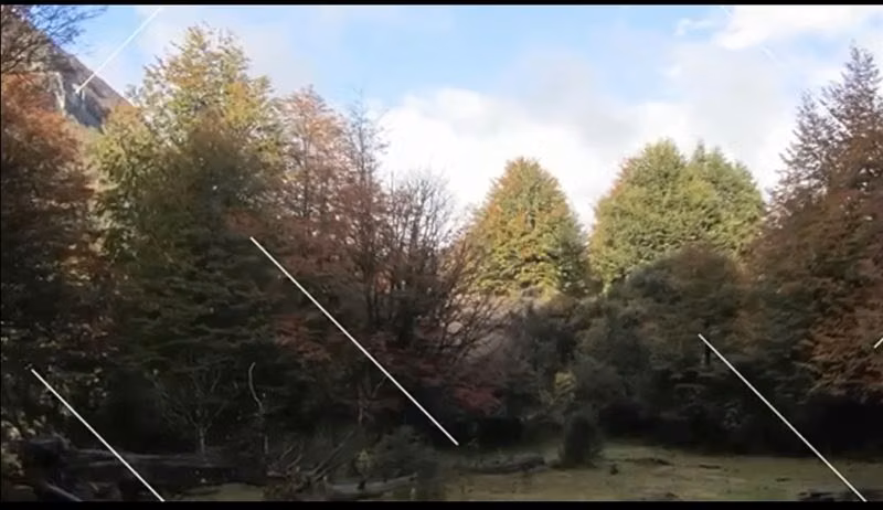 Bajó precio. Aysén Campo 240 hect bosque nativo orilla rio