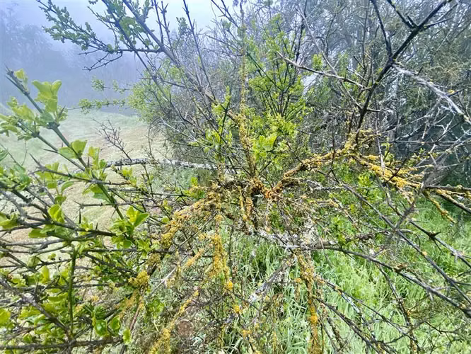 Parcela en venta en Curacaví - Imagen 11