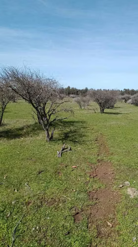 parcelas de 5000m2 en san nicolas ñuble  (155660)