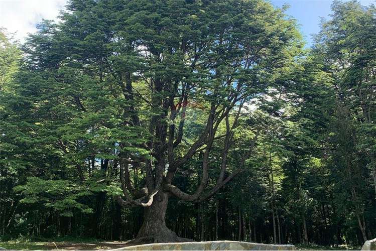 Pucon se vende parcelas de lujo en candelaria.