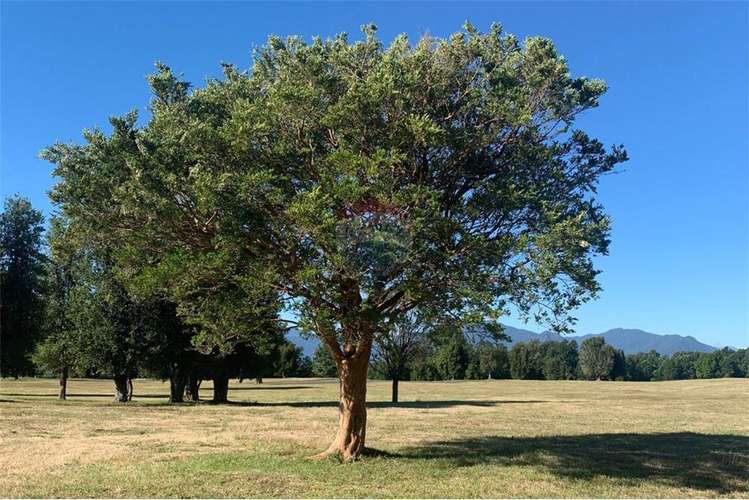 Pucon se vende parcelas de lujo en candelaria.