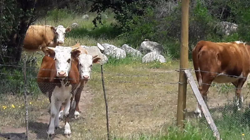 Campo de 36 HA en venta en Alhué.