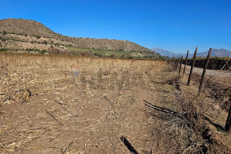 Parcela agrícola/forestal en las varillas, catemu