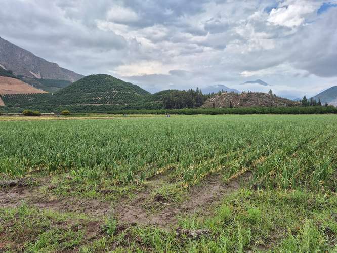 Lotes y Terrenos en Llaillay | venta | VENTA AGRÍCOLA LLAY LLAY: CLP ...
