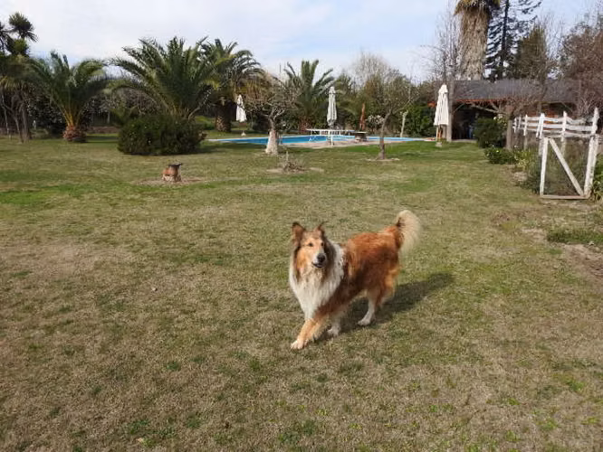 Oportunidad hermosa parcela en buin (excelente conectividad)  30% rebajada - Imagen 14