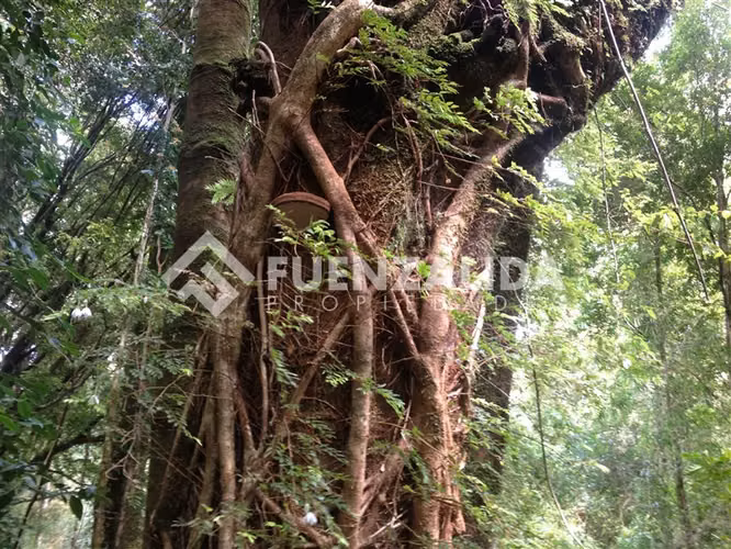 Parcelas en venta Lago Huillinco, Castro