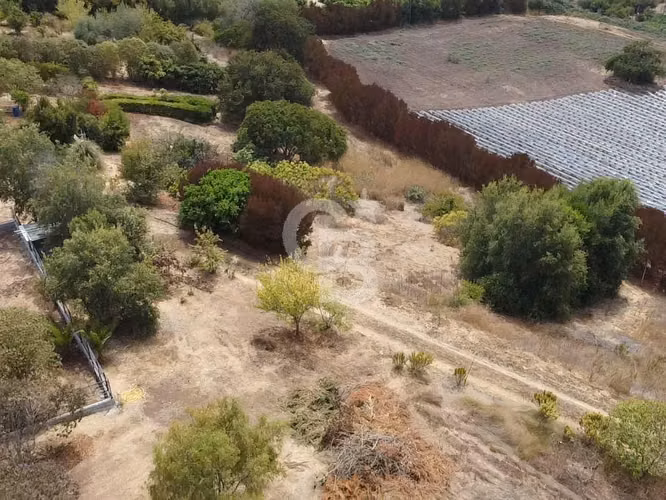Parcela y Casa en El Convento de 2 hectáreas - Imagen 6