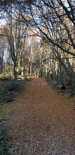 Terreno 145 hás hermosas vistas (156990)