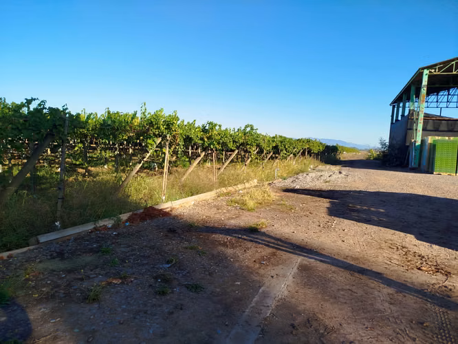 INVERSIONISTAS / VENDEMOS 99.000 MTRS2 /AGRICOLA EN PRODUCCION / CHILE