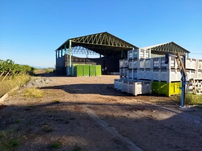 INVERSIONISTAS / VENDEMOS 99.000 MTRS2 /AGRICOLA EN PRODUCCION / CHILE