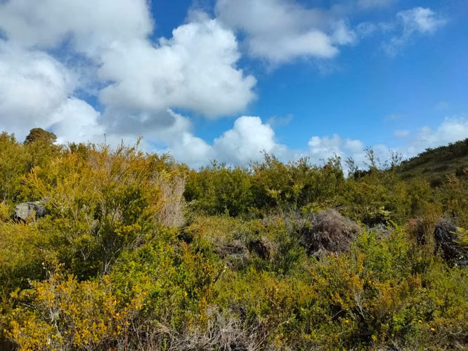 7600 mts Huar Huar, Los Muermos (157600)