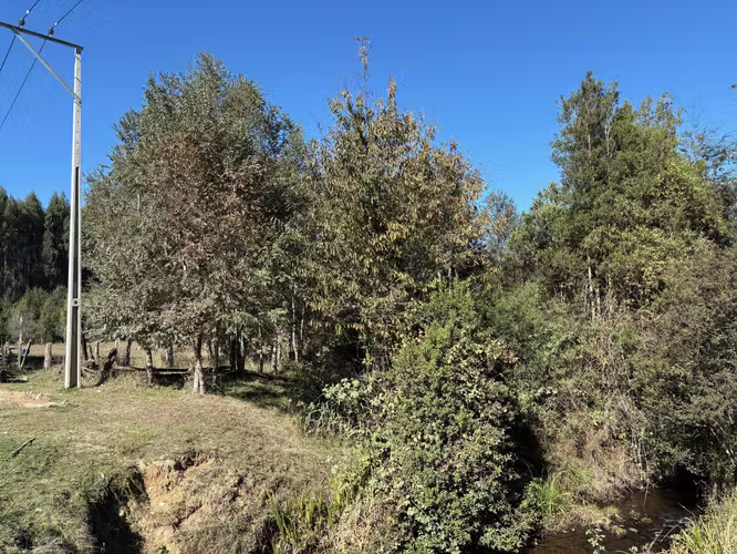 Parcela de 1.13 Hectáreas sector Cau-Cau, Fresia. - Imagen 7
