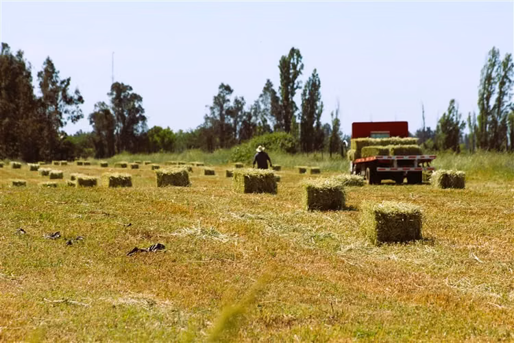 Oportunidad Se Vende Campo Agrícola 14 hec Sector Parrar