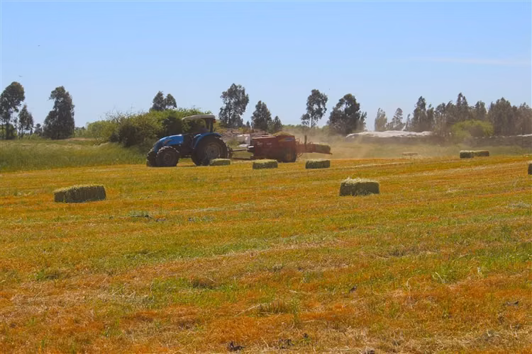Oportunidad Se Vende Campo Agrícola 14 hec Sector Parrar