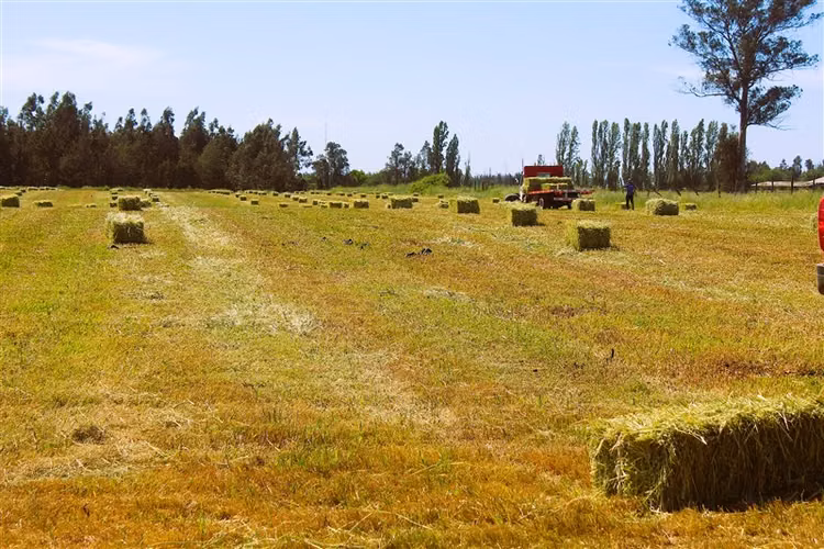 Oportunidad Se Vende parcela Agrícola 14 hec Sector Parrar - Imagen 8