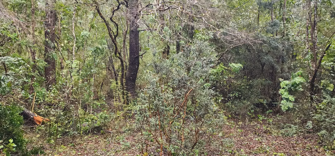 Parcela Bosque Nativo