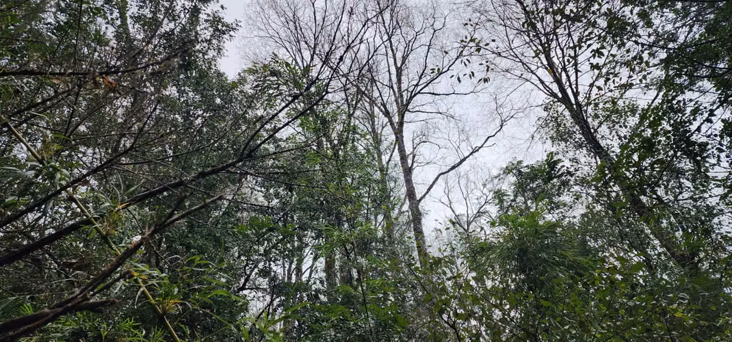 Parcela Bosque Nativo
