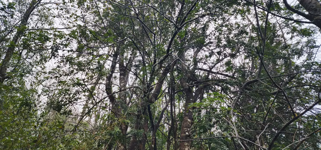Parcela Bosque Nativo