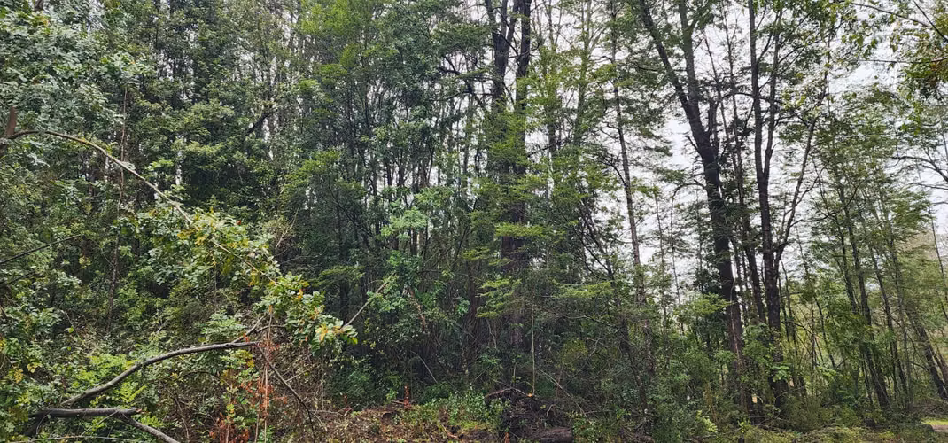 Parcela Bosque Nativo
