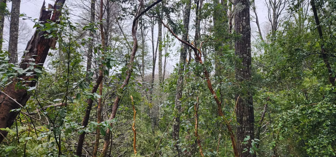 Parcela Bosque Nativo