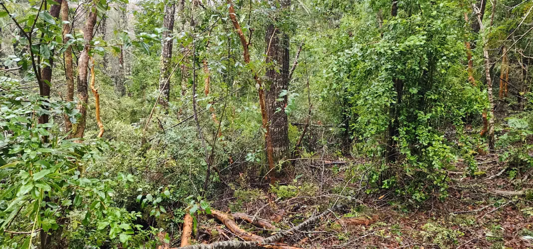 Parcela Bosque Nativo