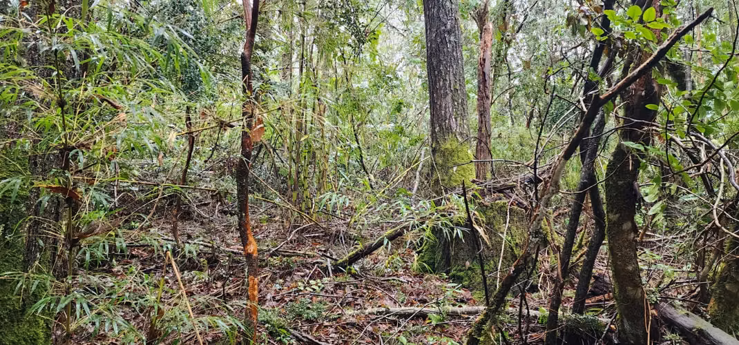 Parcela Bosque Nativo