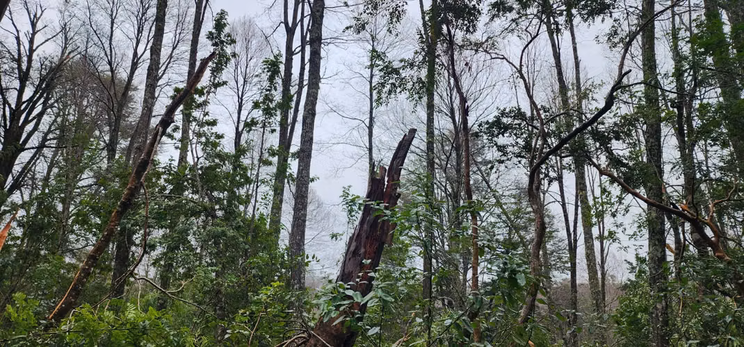 Parcela Bosque Nativo