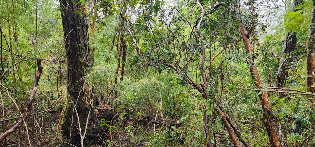 Parcela Bosque Nativo