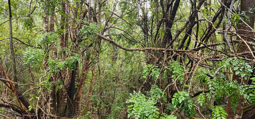 Parcela Bosque Nativo