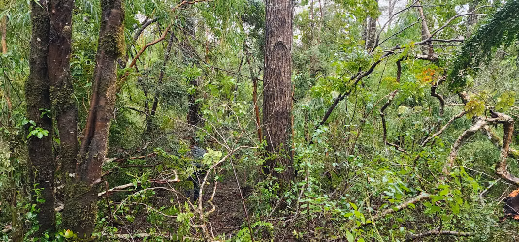 Parcela Bosque Nativo