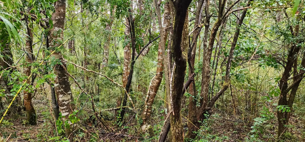 Parcela Bosque Nativo