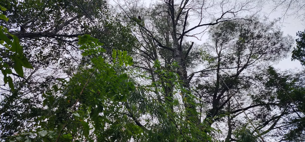 Parcela Bosque Nativo