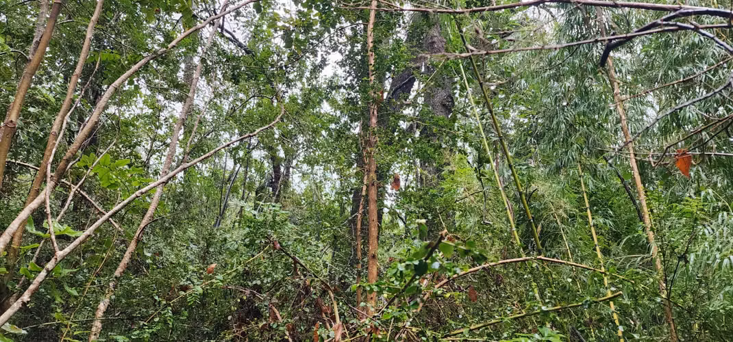 Parcela Bosque Nativo