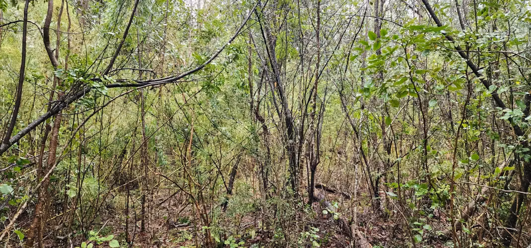 Parcela Bosque Nativo