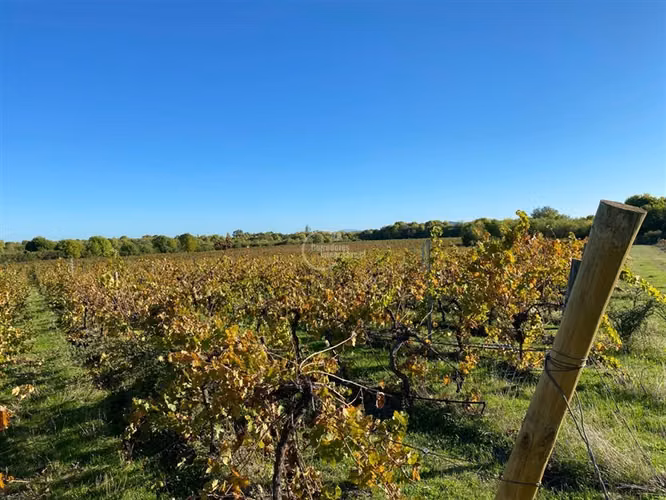 Agrícola en venta en Cauquenes