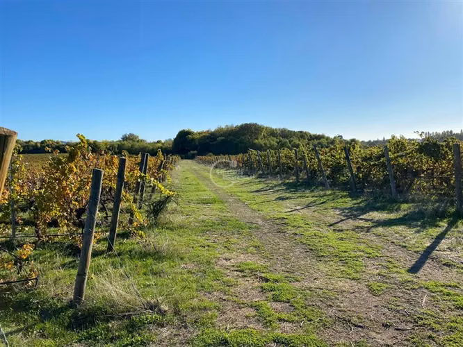 Agrícola en venta en Cauquenes