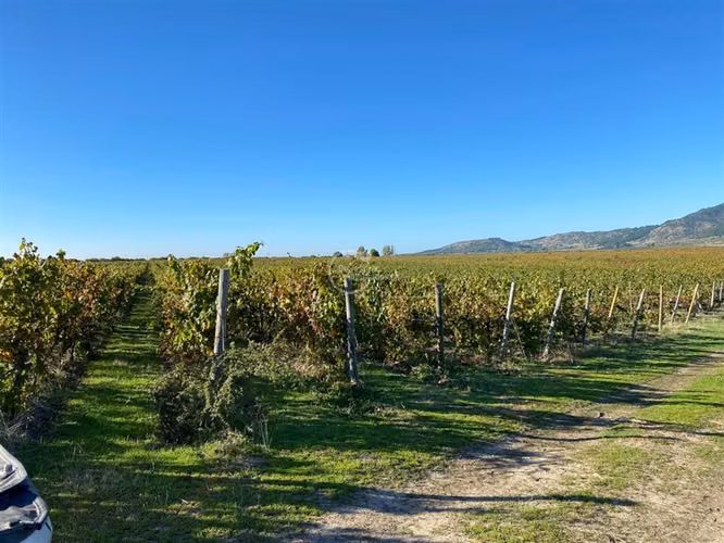 Agrícola en venta en Cauquenes