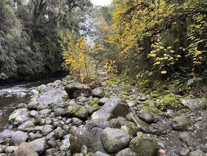 Parcela en venta con 4 cabañas Puerto Varas